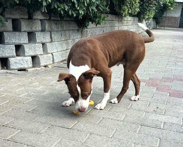 LADY BELLISSIMA CAGNOLINA Foto 5